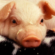 Illustration for article titled Sorry, Teacup Pigs Totally Dont Exist